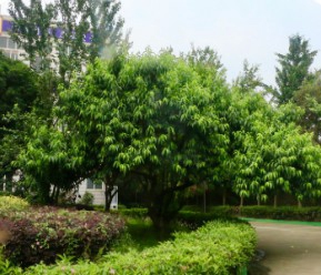 校園