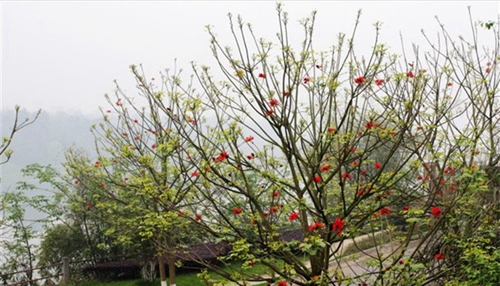 樂山市醫(yī)藥科技學(xué)校校園里的刺桐花