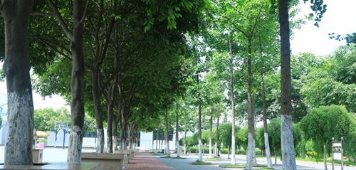 樂(lè)山市計(jì)算機(jī)學(xué)校校園綠化