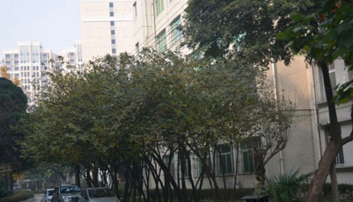 崇州職業(yè)教育培訓中心校園一隅