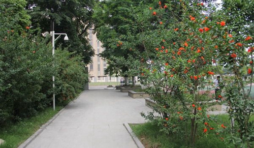 大邑縣技工學校校園小道