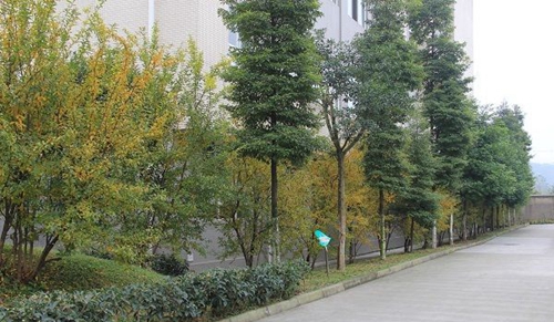 大邑縣技工學校校園冬景