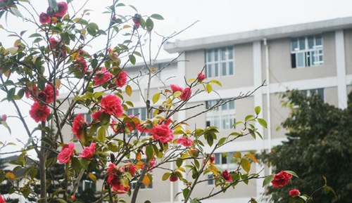 四川省檔案學校春景