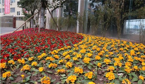 達州鳳凰職業(yè)技術(shù)學(xué)校校園內(nèi)盛開的鮮花2