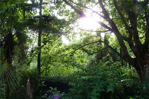 岳池縣職業(yè)技術(shù)學(xué)校校園綠化