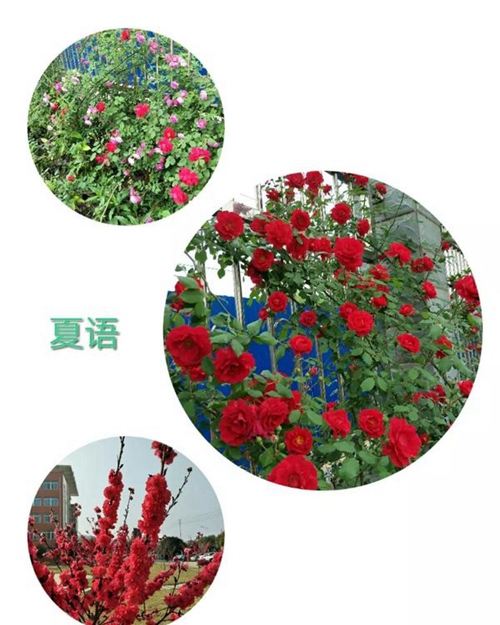 廣元市昭化區(qū)職業(yè)高級中學校園景色
