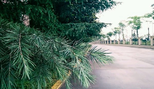 江陽城建職業(yè)學(xué)院校園小道