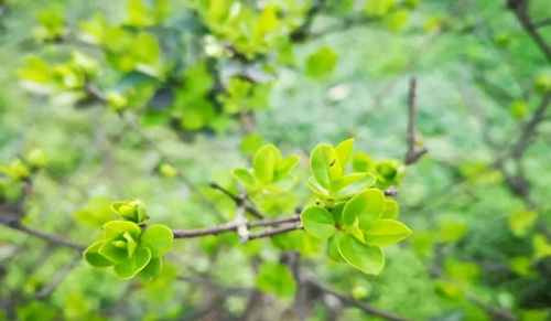 宜賓職業(yè)技術(shù)學(xué)院卉木萋萋