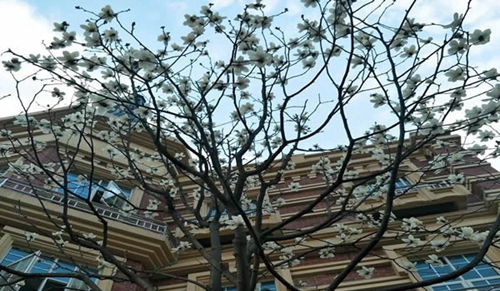 四川文化傳媒職業(yè)學(xué)院冬日校園