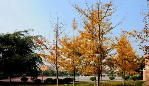 成都七中實(shí)驗(yàn)學(xué)校校園秋色