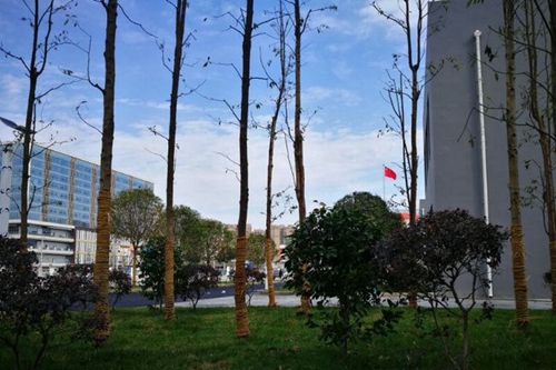 北二外成都附中校園綠化