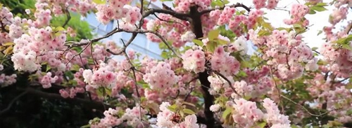 綿陽實(shí)驗(yàn)高級中學(xué)校園風(fēng)景