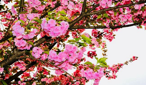 四川師范大學(xué)附屬第一實驗中學(xué)春花明媚（錦江校區(qū)）