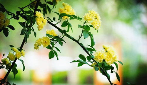 四川師范大學(xué)附屬第一實驗中學(xué)春意撩人（錦江校區(qū)）
