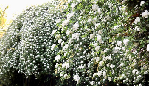 四川師范大學(xué)附屬第一實驗中學(xué)朵朵白花（錦江校區(qū)）