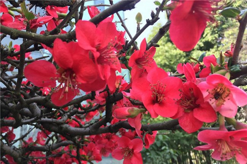 四川師范大學(xué)附屬第一實驗中學(xué)紅花似火（龍泉校區(qū)）