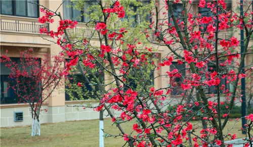 四川師范大學(xué)附屬第一實驗中學(xué)花叢掩映（天府校區(qū)）