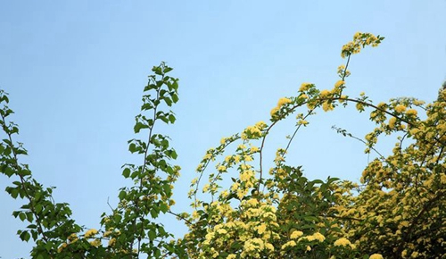 四川師范大學(xué)附屬第一實驗中學(xué)黃花（錦江校區(qū)）