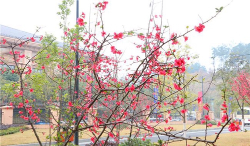 四川師范大學(xué)附屬第一實驗中學(xué)美麗校園（天府校區(qū)）