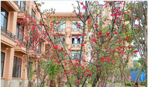 四川師范大學(xué)附屬第一實驗中學(xué)校園景色（天府校區(qū)）