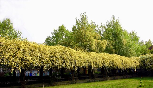 四川師范大學(xué)附屬第一實驗中學(xué)校園綠化（錦江校區(qū)）