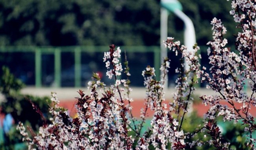 四川師范大學(xué)附屬第一實驗中學(xué)校園美景（龍泉校區(qū)）