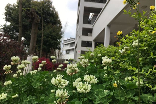 四川師范大學(xué)附屬第一實驗中學(xué)校園美景2（龍泉校區(qū)）