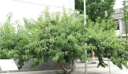 四川師范大學(xué)附屬第一實驗中學(xué)校園桃樹（龍泉校區(qū)）