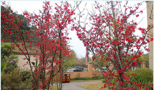 四川師范大學(xué)附屬第一實驗中學(xué)校園小徑（天府校區(qū)）