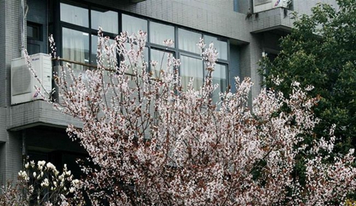 德陽市第五中學(xué)校園一角2