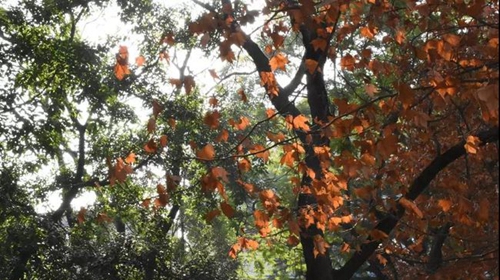 簡陽市養(yǎng)馬中學(xué)校園景色