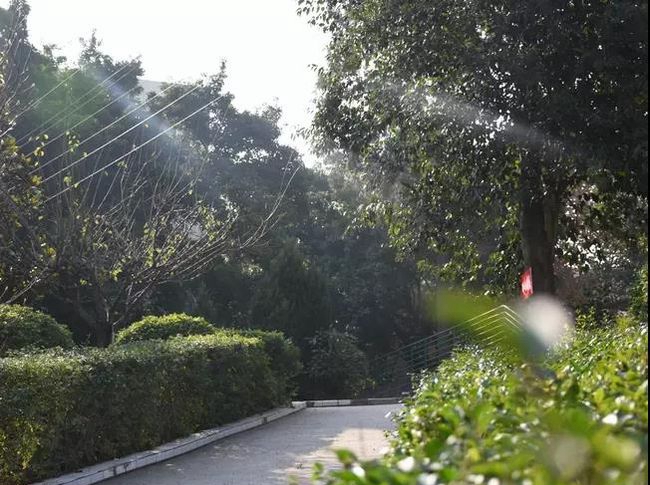 簡陽市養(yǎng)馬中學校園小徑