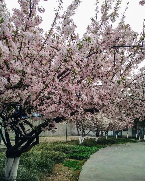 四川省蒲江縣壽安中學(xué)櫻花盛開