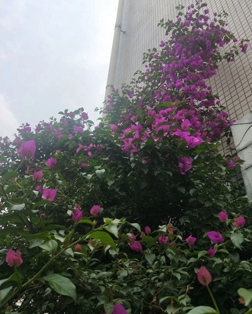 大邑縣實驗中學(xué)校園一角