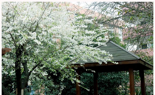 成都市第三十六中學(xué)校校園涼亭