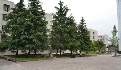 閬中市柏埡中學(xué)校園綠蔭