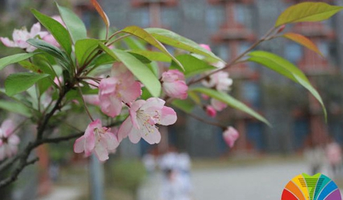 成都七中萬達學校(國際部)校園花開