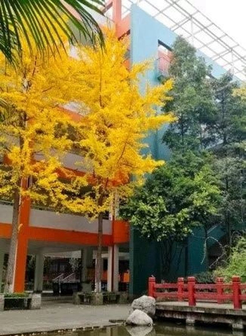 四川師范大學(xué)附屬中學(xué)秋日校園