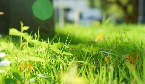 成都城投驛都·美中國際GIA學(xué)校草地