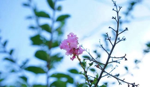 成都城投驛都·美中國際GIA學(xué)校鮮花
