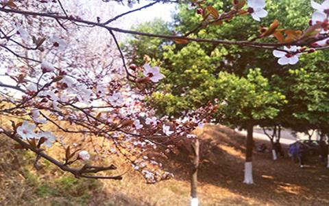 北京商業(yè)技術(shù)學(xué)校學(xué)前教育介紹